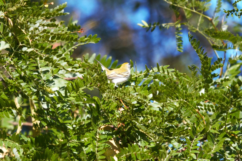 IMG 1398c Chestnut-side Warbler LeVasseur Park Kankakee-IL 9-6-2017