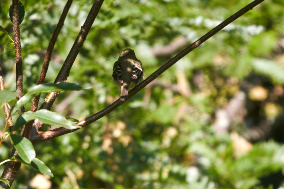 IMG 1226c Least Flycatcher LeVasseur Park Kankakee-IL 9-6-2017