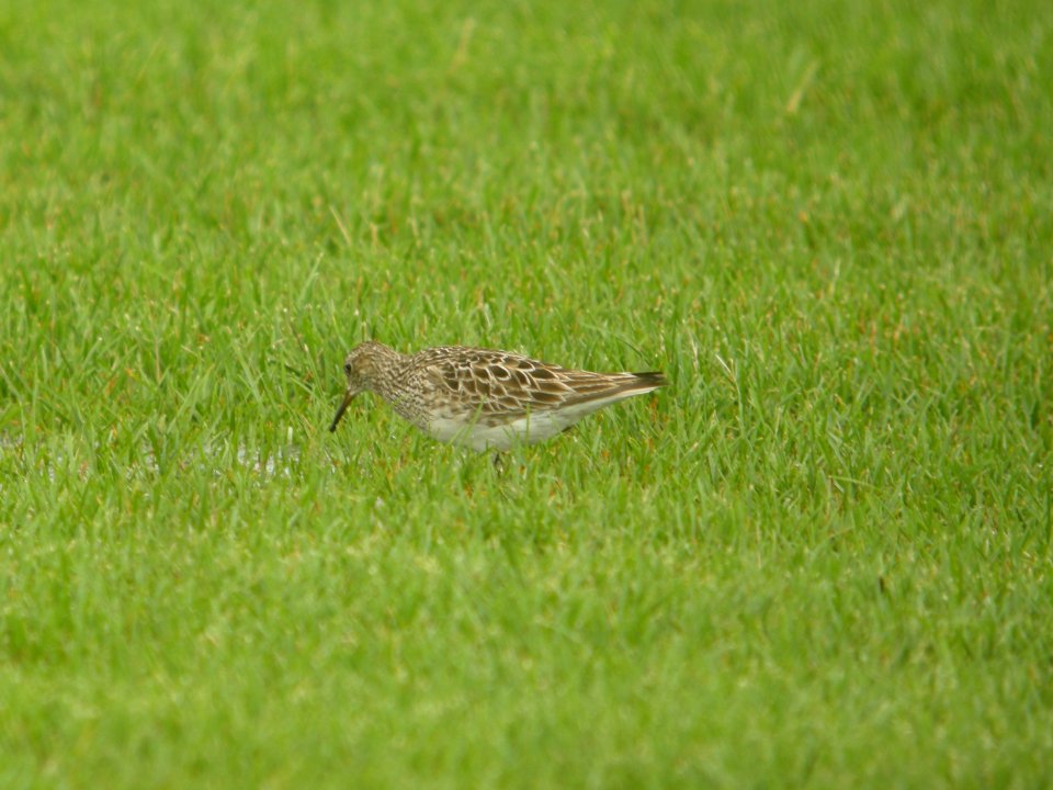 DSCN8795c Pectoral Sandpiper H & E Sod Farm Momence IL 7-22-2017