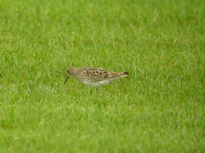 DSCN8795c Pectoral Sandpiper H & E Sod Farm Momence IL 7-22-2017