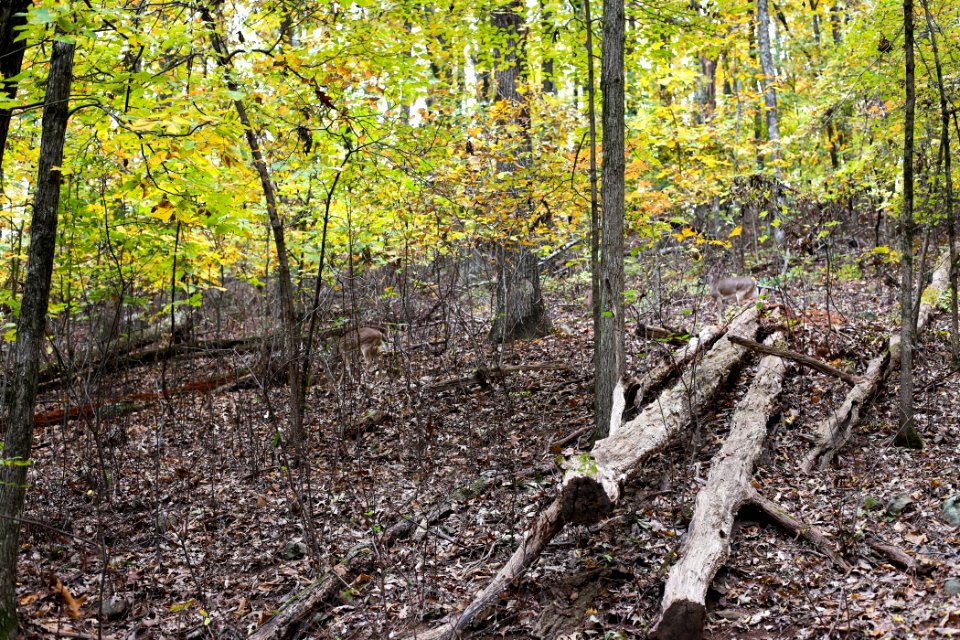 Kennesaw Mountain - October 31st, 2013