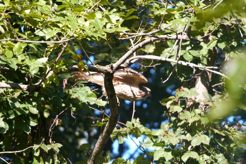 IMG 0965c Red-shouldered Hawk (juv) LaSalle FWA IN 9-3-2017