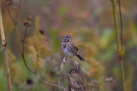 IMG 3537c Song Sparrow Perry Farm Kankakee Co IL 10-4-2017