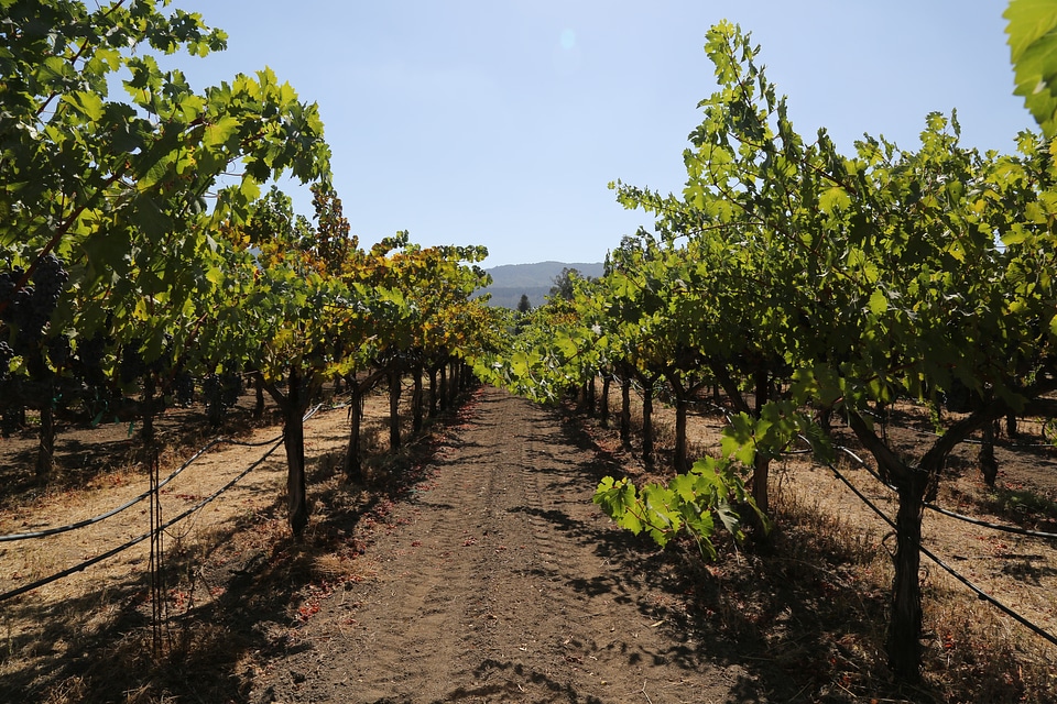 Wine wine country red