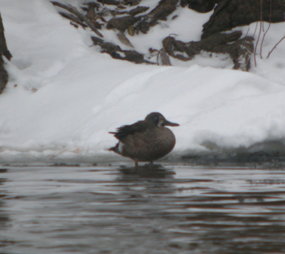 DSCN0754 c Blue-winged Teal  Momence IL 1-22-12