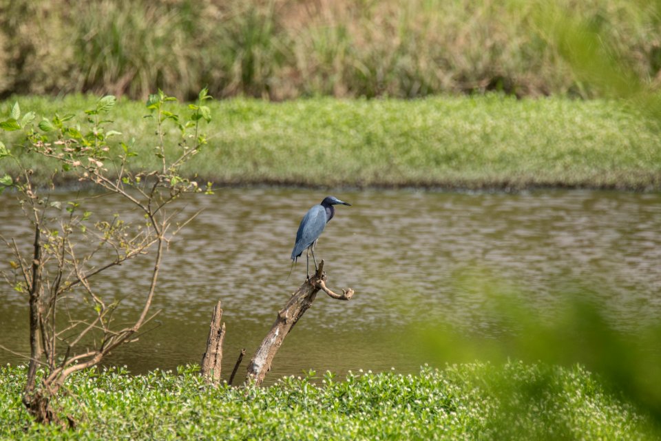 Little Blue Heron