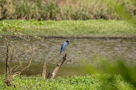 Little Blue Heron