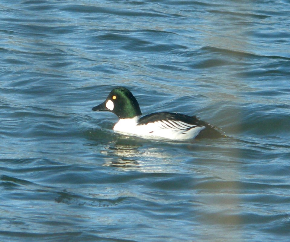 DSCN6103 c Common Goldeneye  Kankakee IL 2-8-11