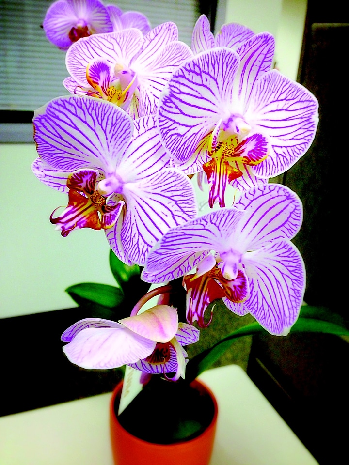 Nature plant floral