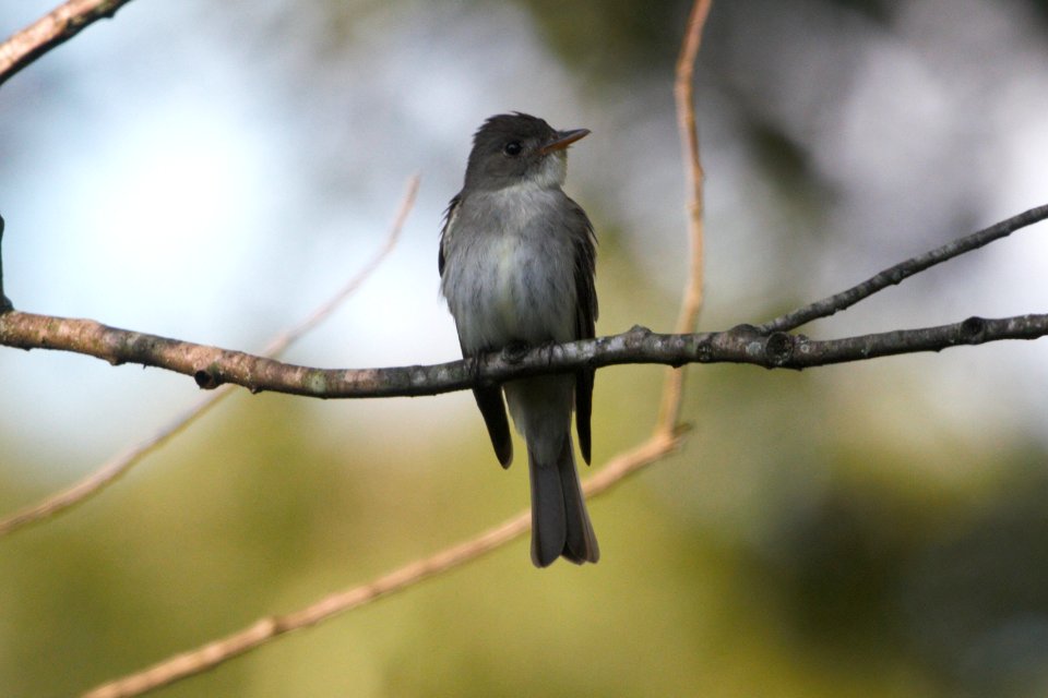 IMG 0161c-Eastern Wood-Pewee Hse Kankakee IL 8-7-2017