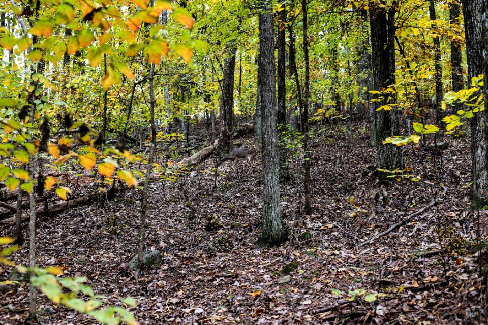 Kennesaw Mountain - October 31st, 2013