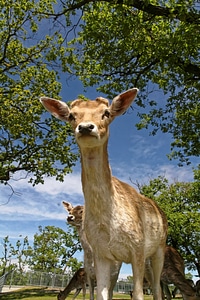 Nature curious forest animal