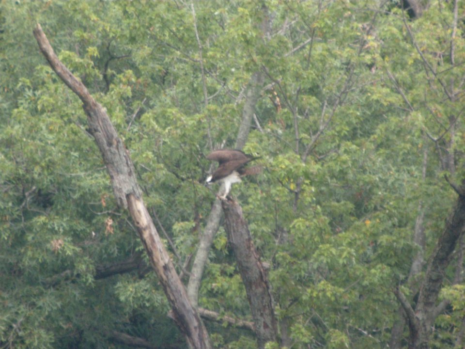 DSCN8955c Osprey LeVasseur Park Kankakee IL 8-17-2017