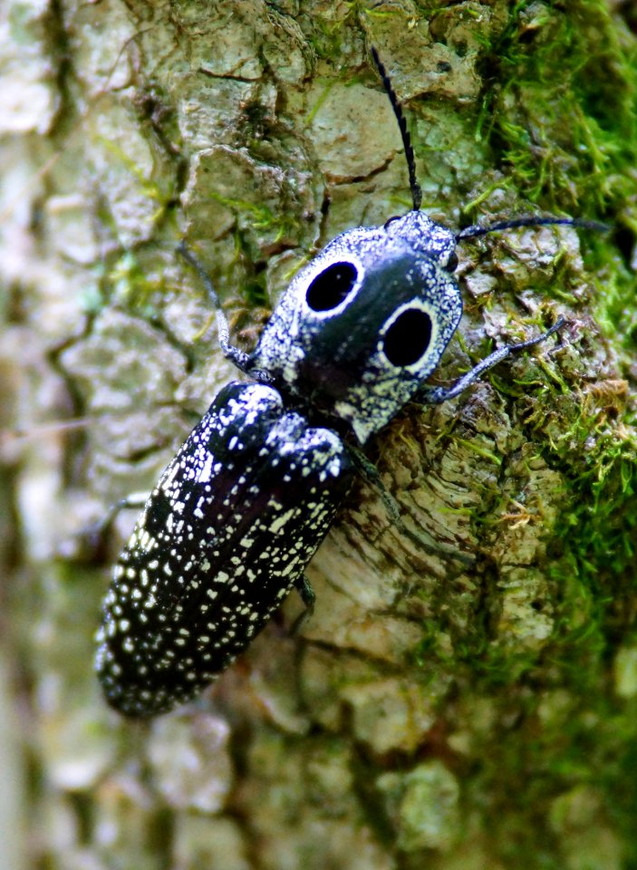Day 126 - Eastern Eyed Click Beetle