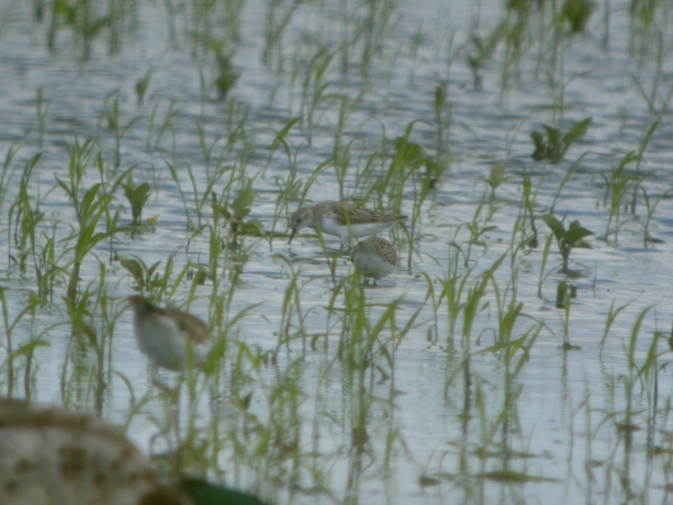 DSCN8524c Semipalmated Sandpiper Willowhaven Area Kankakee Co IL 6-19-2017