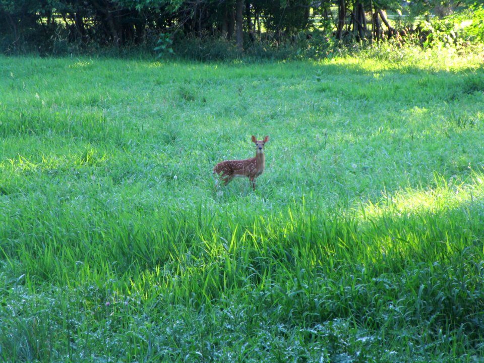IMG 2996c White-tailed Deer River Rd Trail Kankakee IL 7-2-2017