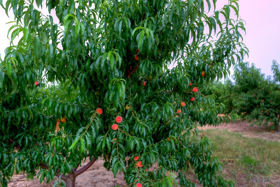 Central Georgia Peaches - HDR