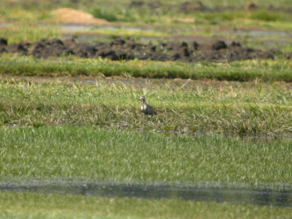 DSCN9127c American Golden-Plover H&E Sod Farm Momence IL 9-19-2017