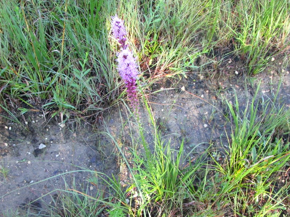 IMG 3038c Blazing Star Braidwood IL 7-24-2017