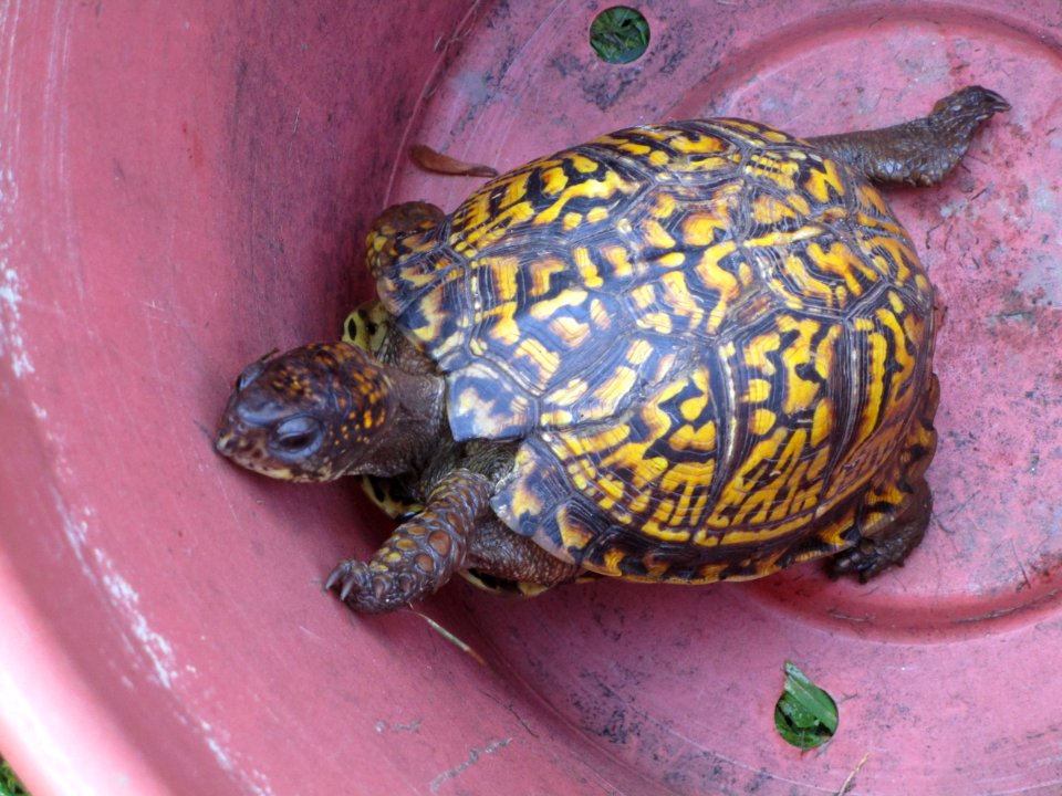 IMG 3061c Eastern Box Turtle? Hse-Kankakee IL 8-7-2017