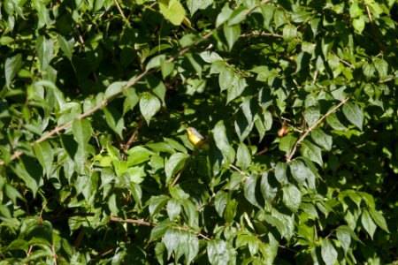 IMG 0451c Canada Warbler (imm) LeVasseur Park Kankakee IL 8-23-2017