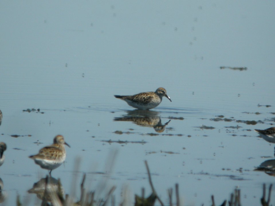 DSCN8347c White-rumped Sandpiper Willowhaven Area Kankakee Co IL 6-2-2017
