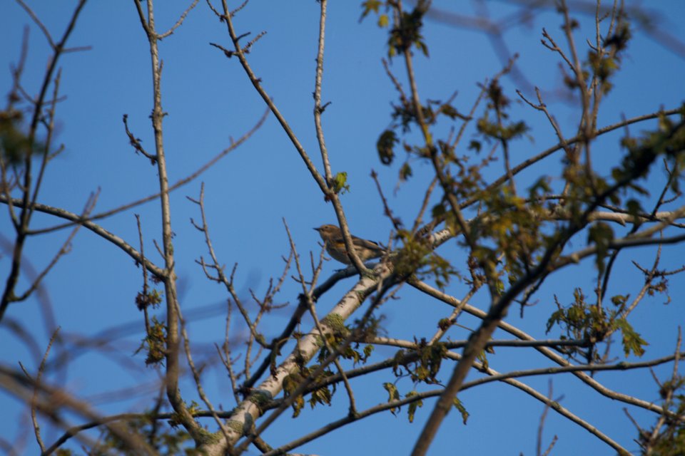 IMG 2163c Yellow-rumped Warbler LaSalle FWA IN 9-18-2017