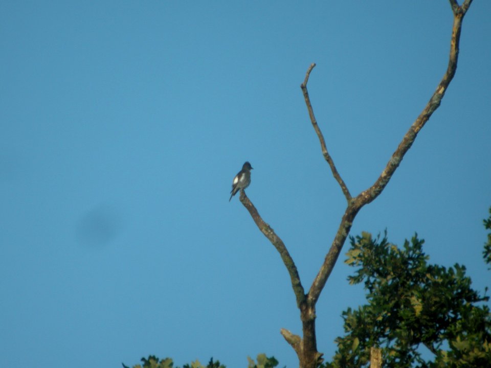 DSCN9068c Olive-sided Flycatcher LeVasseur Park Kankakee IL 8-23-2017