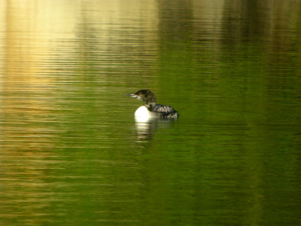 DSCN0237c Common Loon Bird Park Quarry Kankakee IL 5-7-2017