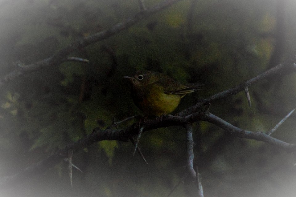 IMG 1126c Connecticut Warbler LeVasseur Park Kankakee-IL 9-6-2017