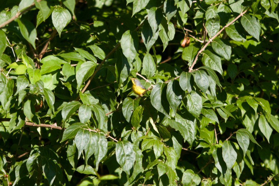 IMG 0449c Canada Warbler (imm) LeVasseur Park Kankakee IL 8-23-2017