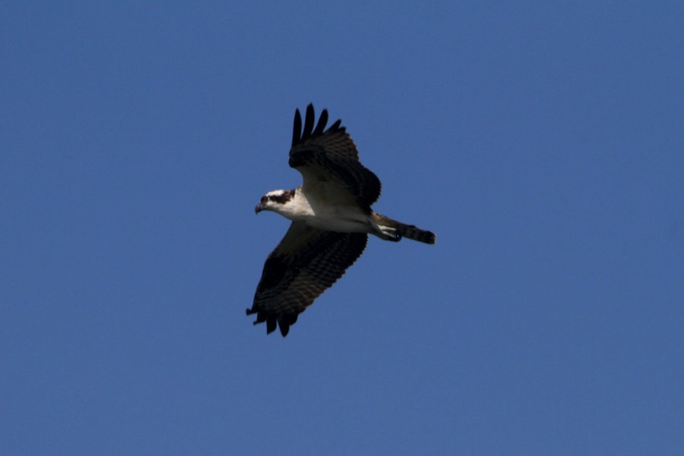 IMG 0639c Osprey (juv) Snakeden Hollow FWA IL 8-27-2017
