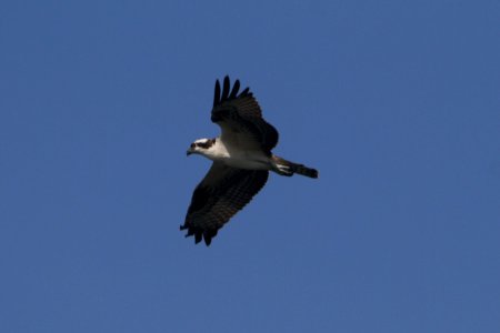 IMG 0639c Osprey (juv) Snakeden Hollow FWA IL 8-27-2017