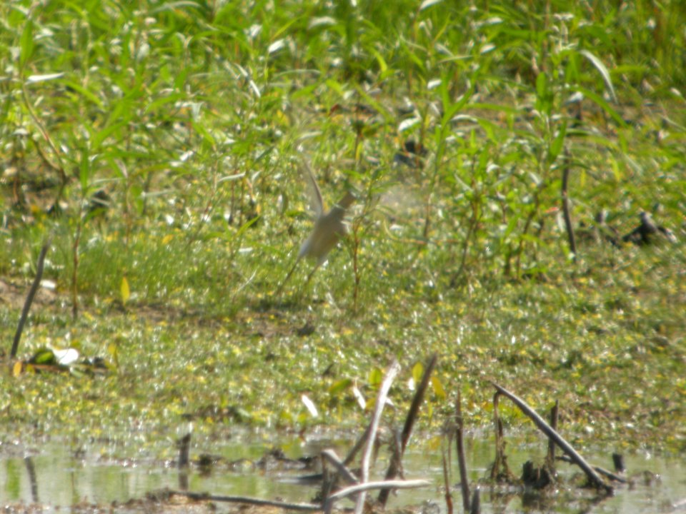 DSCN9021c Buff-breasted Sandpiper LaSalle FWA-IN 8-18-2017