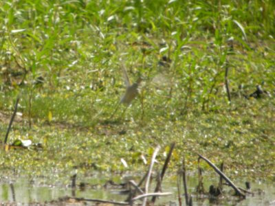 DSCN9021c Buff-breasted Sandpiper LaSalle FWA-IN 8-18-2017