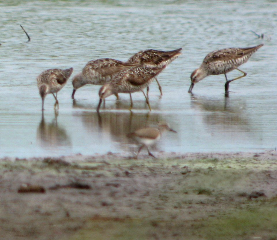 IMG 2061 StiSan + Killdeer (juv) Kankakee Co IL 8-1-09