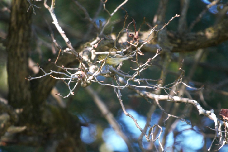 IMG 1420c Blackpoll Warbler LeVasseur Park Kankakee-IL 9-6-2017