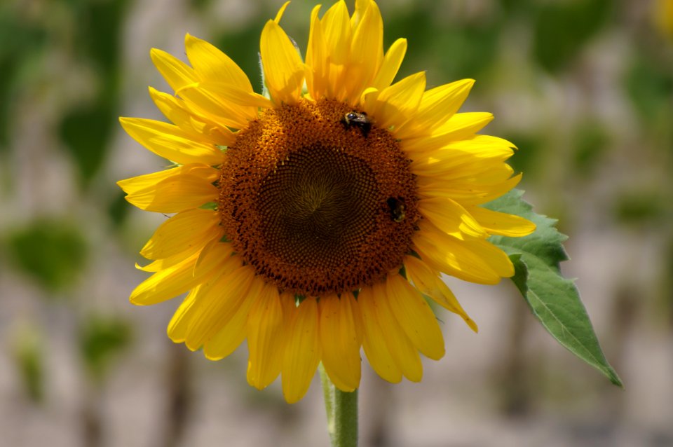 Day 187 - Bees Enjoying a Sunflower