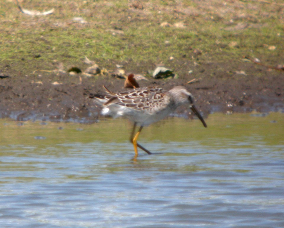 DSCN3491 c Stilt Sandpiper  Kankakee Co IL 9-5-10