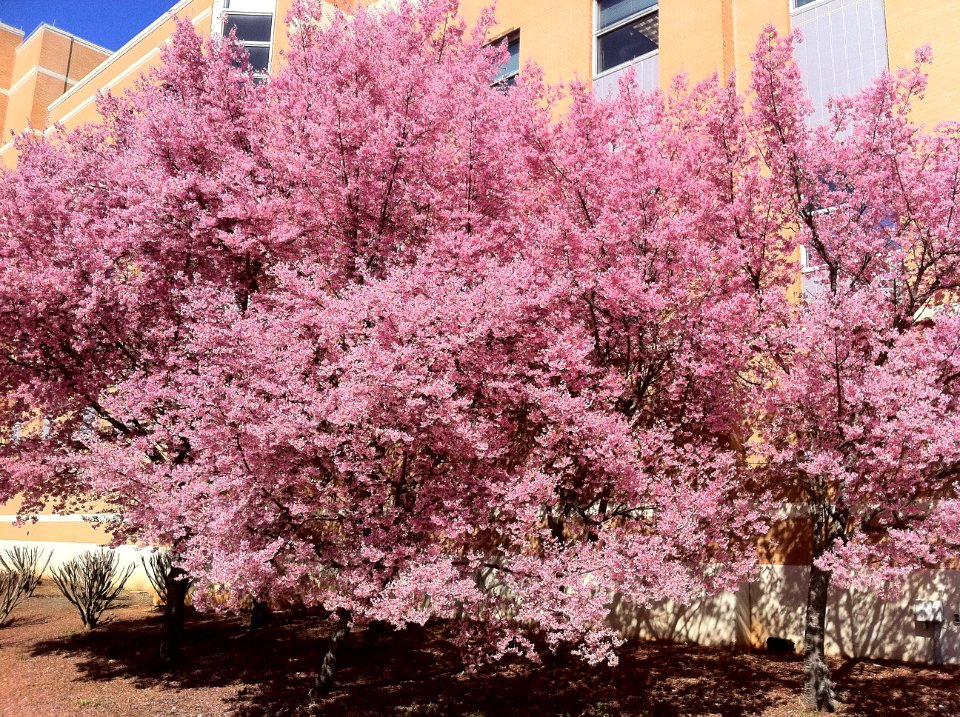 An early spring in Kennesaw.