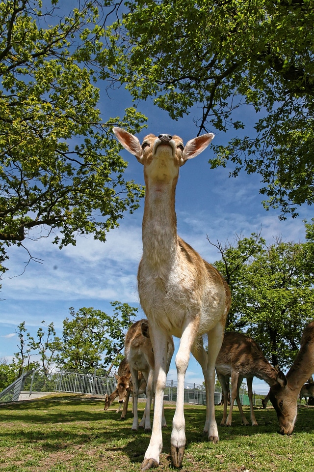 Nature curious forest animal