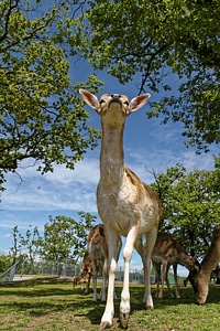 Nature curious forest animal photo