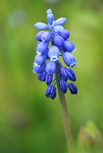 Flower hyacinth flower garden photo