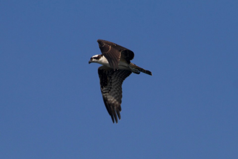 IMG 0640c Osprey (juv) Snakeden Hollow FWA IL 8-27-2017