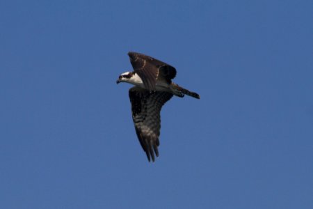 IMG 0640c Osprey (juv) Snakeden Hollow FWA IL 8-27-2017