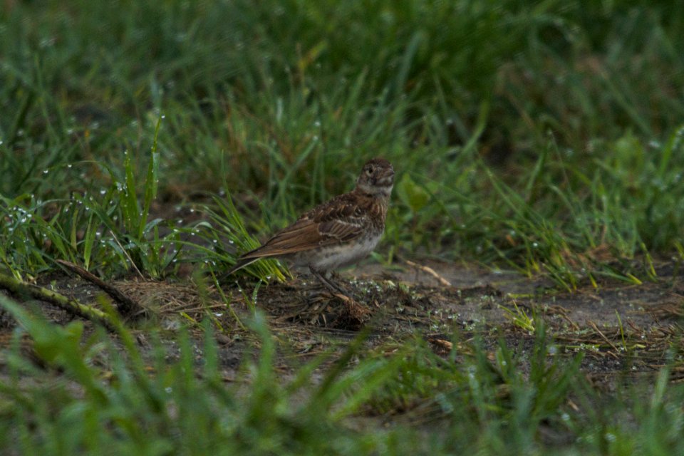 IMG 8491c Horned Lark (juv) H & E Sod Momence IL 7-23-2017