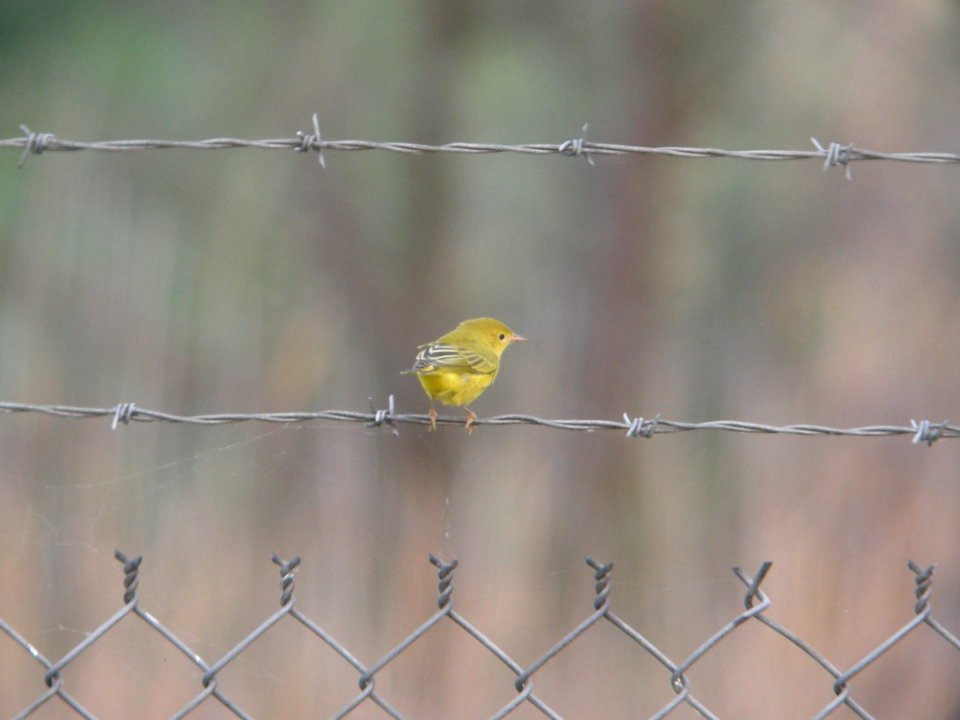 DSCN8686c Yellow Warbler Braidwood IL 7-11-2017