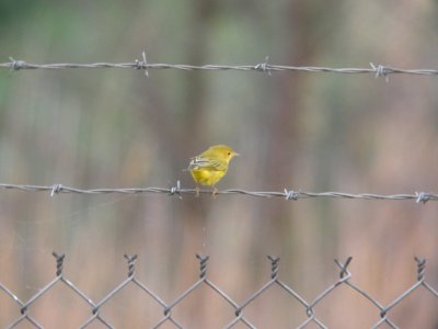 DSCN8686c Yellow Warbler Braidwood IL 7-11-2017