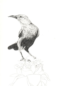 Bird drawing illustration photo