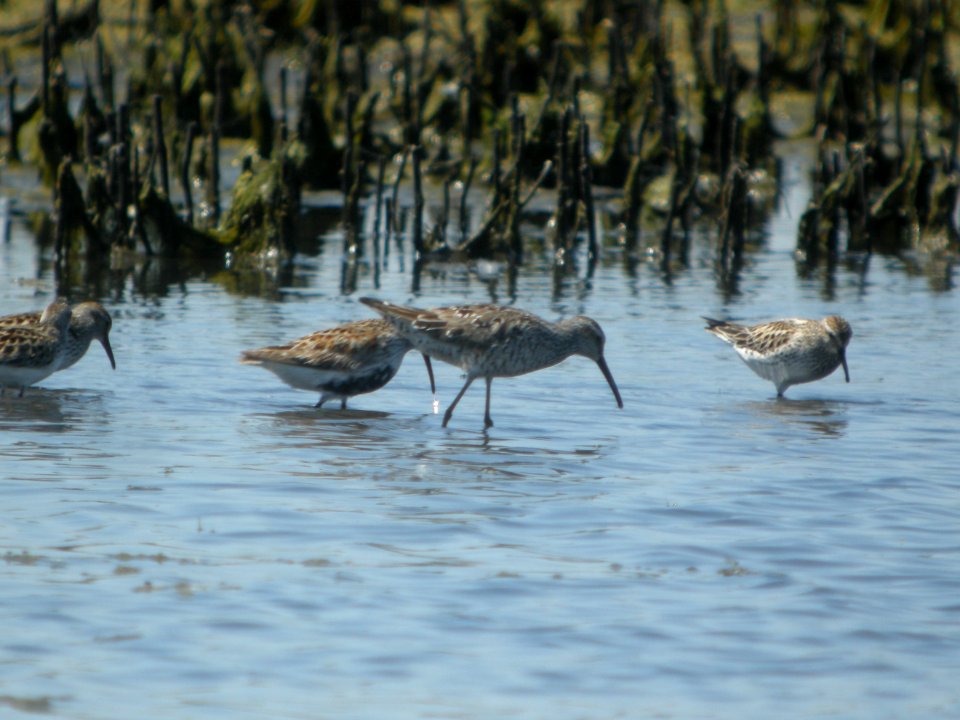 DSCN8383c Stilt Sandpiper Willowhaven Area Kankakee Co IL 6-2-2017